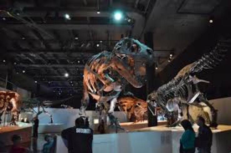 Museum of Natural Science Trip Packages
